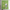 Green Snoopy Shower Curtain 