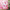 Hello Kitty Spring Shower Curtain WITH ROSES