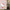Hello Kitty Teddy Bear Shower Curtain SALMON COLOR