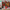 Christmas Elf Shower Curtain